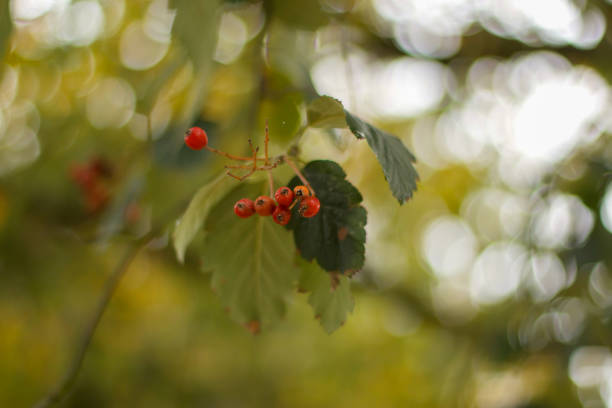 Walking through the middy forest paths around Hertford through the leaves and branches as the colder months of the year wrap themselves around the world