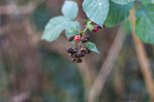 istock Walking through the middy forest paths around Hertford through the leaves and branches as the colder months of the year wrap themselves around the world 2155643545