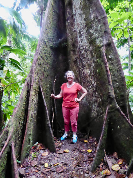 istock In the tree trunk of Mt. Liamuiga 2155643547