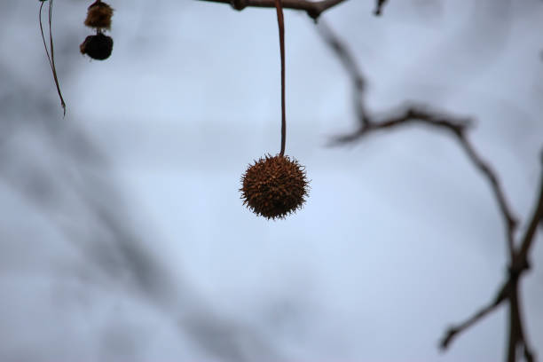 Fresh acacia seeds in vegetable garden (Acacia auriculiformis Cunn)