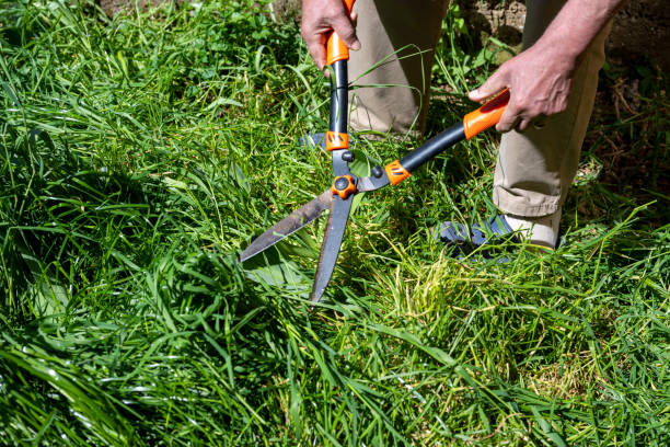 istock Handle large grass shears. Trimming grass lawn with garden shears. Old male hands cut grass with large metal scissors. Large grass shears. 2155646157