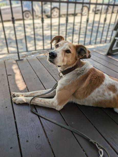 istock White and Brown Dog Laying Down 2155648668