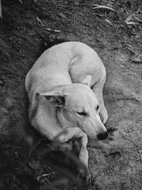 istock dog in thailand 2155650940