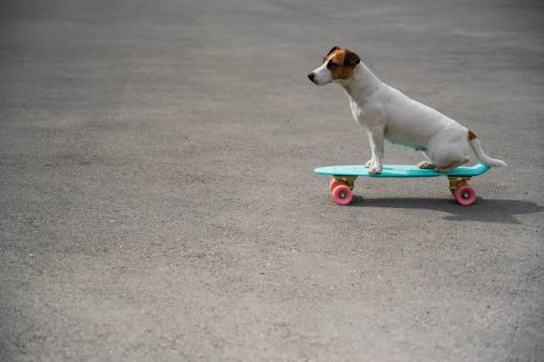 istock Jack russell terrier dog rides a penny board outdoors 2155651012