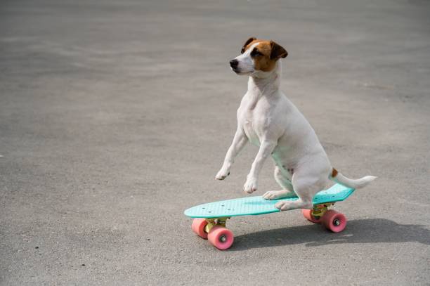 istock The dog rides a penny board outdoors. Jack russell terrier performing tricks on a skateboard 2155651059
