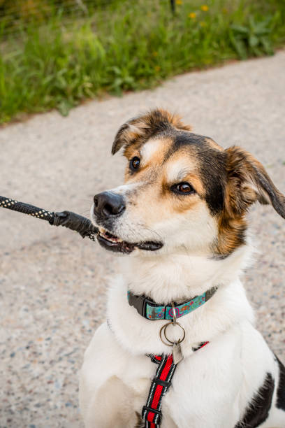 istock Close-up Portrait: Mixed Breed Dog with White and Brown Fur 2155651498