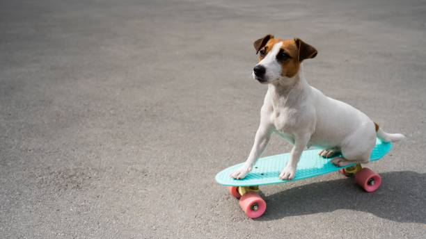 istock Jack russell terrier dog rides a penny board outdoors 2155652479