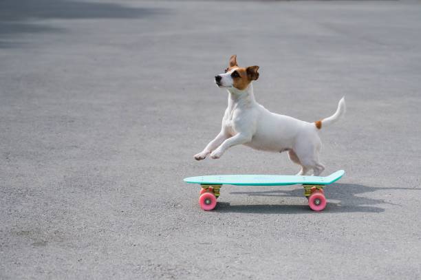 istock The dog rides a penny board outdoors. Jack russell terrier performing tricks on a skateboard 2155652596
