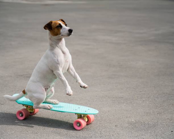 istock The dog rides a penny board outdoors. Jack russell terrier performing tricks on a skateboard 2155652650