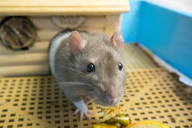A golden Syrian hamster, bathed in a soft spotlight, forages intently against a deep black backdrop. Her tiny paws delicately sift through a scattering of seeds and grains, her whiskers twitching with concentration. The rich, dark setting accentuates her warm, honey-colored fur and the bright, curious gleam in her eyes as she searches for a tasty morsel.