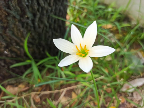istock Pure white grass flowers bloom during the rainy season. 2155653814