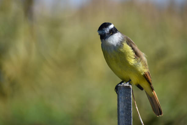istock great kiskadee (Pitangus sulphuratus) (bienteveo comun) in a public park in Buenos Aires city 2155654026