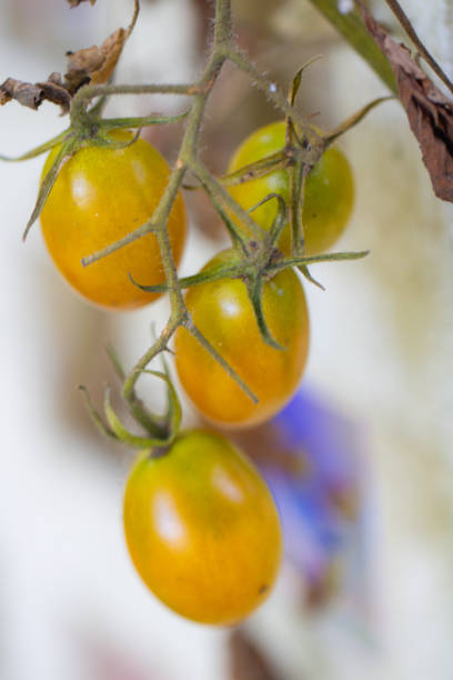 Group of Garden Grown Tomatoes hanging off the vine
