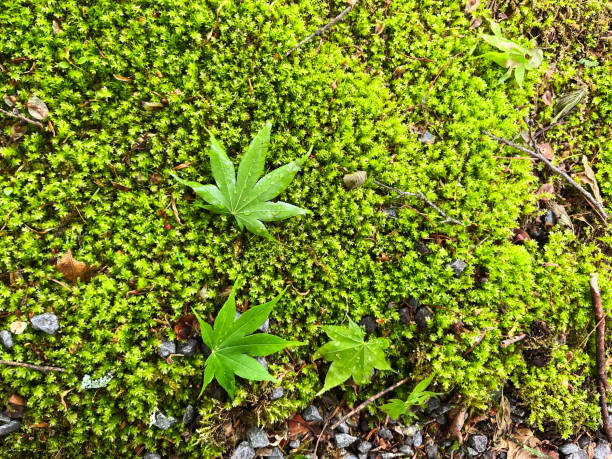 istock Landscape with moss in a fresh green forest 2155656445