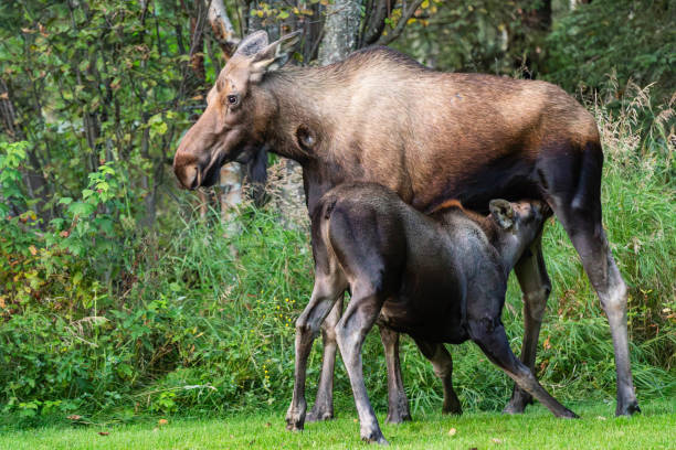 istock Mom moose and baby 2155657906