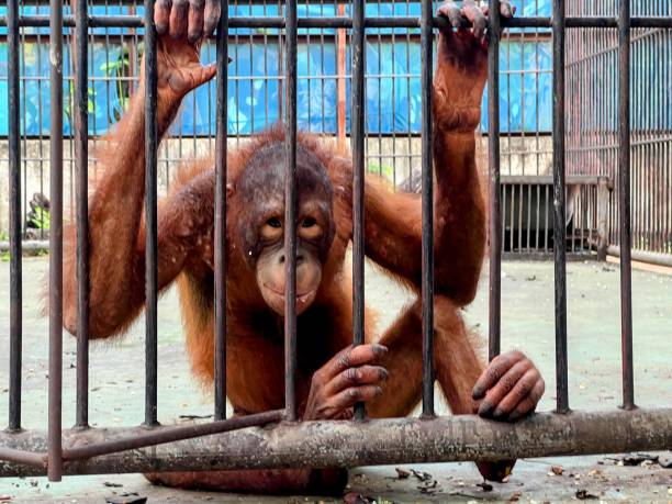istock a photography of a monkey in a cage with its hands on a stick. 2155661362