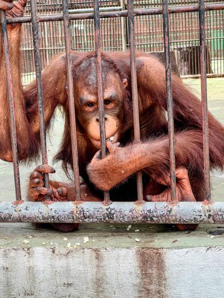 istock a photography of a monkey sitting in a cage with its hands on the bars. 2155661420
