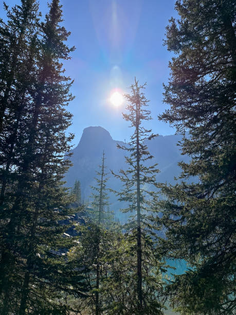 istock Forest in the morning at Moraine Lake. 2155661479