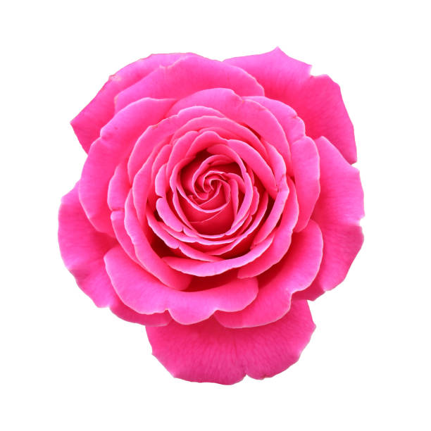 istock Rose in Dark Pink or Magenta White Background 2155661541