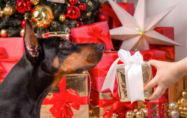 A black Doberman pinscher dog sits in front of a decorated Christmas tree and looks at a gift held out by a human hand. The dog has a serious expression on its face.