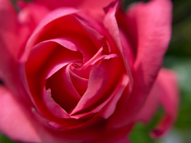 The rose center is a spot where the golden ratio can be clearly seen.