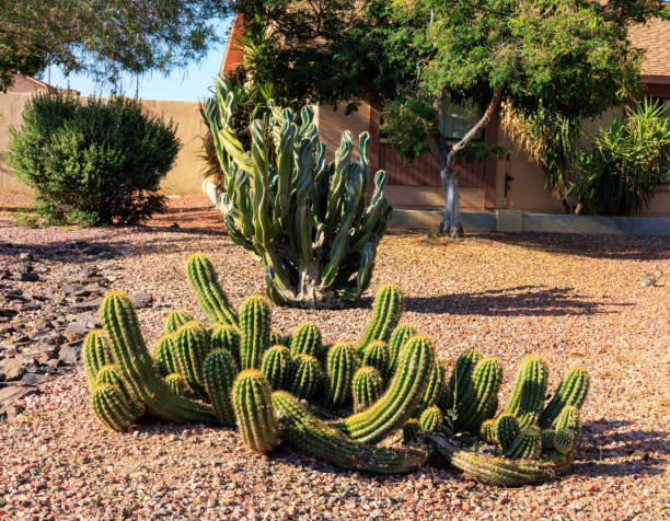 istock Thorny Low Rise Cereus and Whimsical Montrose Cacti in Xeriscaping 2155668167