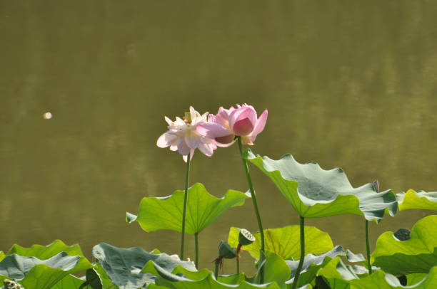 istock Lotus flowers in summer pond 2155668478