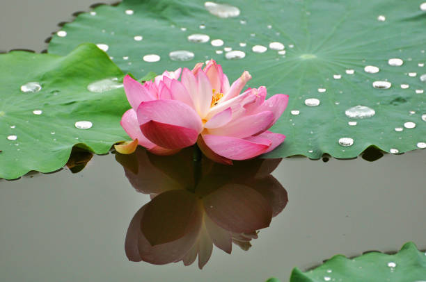 istock Lotus flowers in summer pond 2155668652