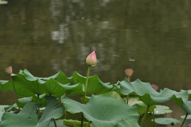istock Lotus buds in summer pond 2155668732