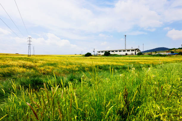 Power lines in the spring in a green wheat field .