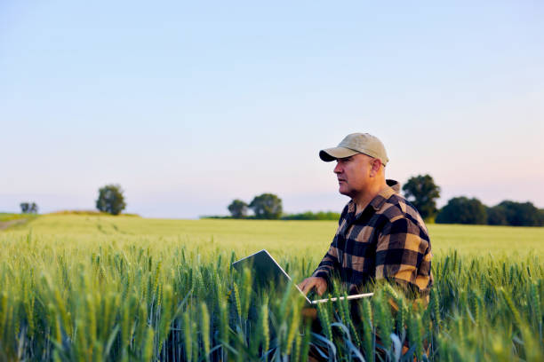 istock Farmer working with laptop on wheat field. 2155669319