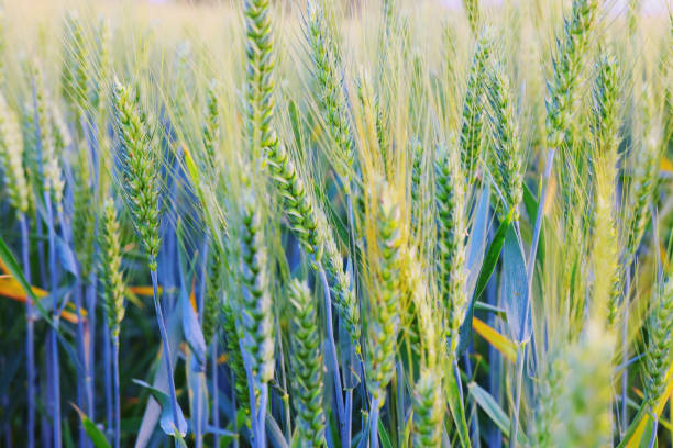Green wheat ears in field