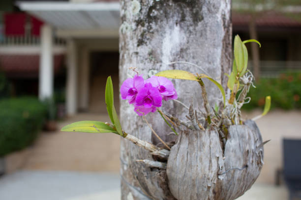 Purple orchids grow on other tree trunks.