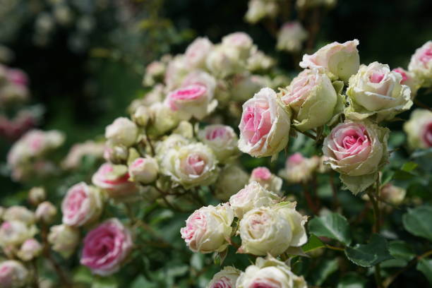 istock Light Pink Flower of Roses 'Mimi Eden' in Full Bloom 2155672205
