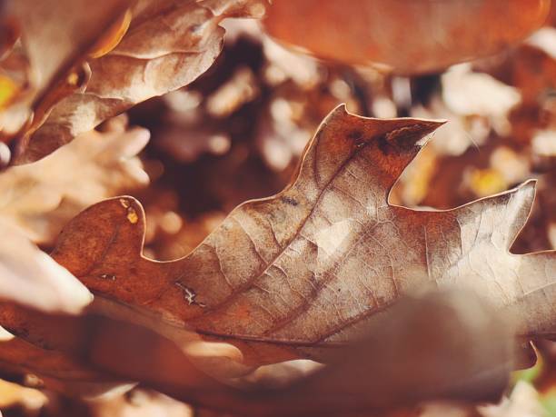 Horizontal extreme closeup photo of dry brown leaves growing on an Oak tree in Autumn. New England high country near Armidale, NSW. Soft focus background.