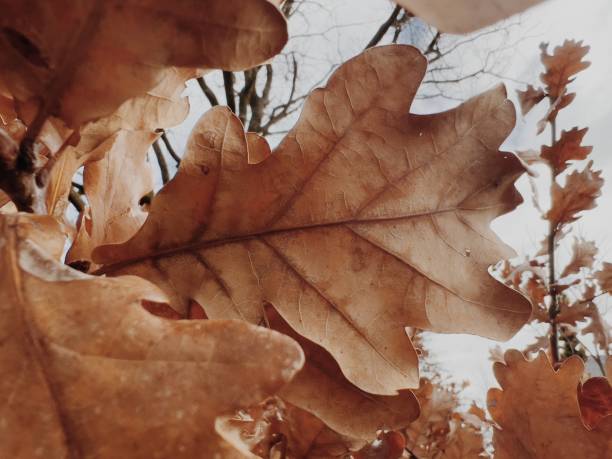 istock Oak Leaves in Autumn 2155672311