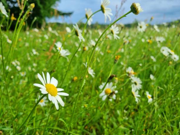Daisies - Leucanthemum vulgare