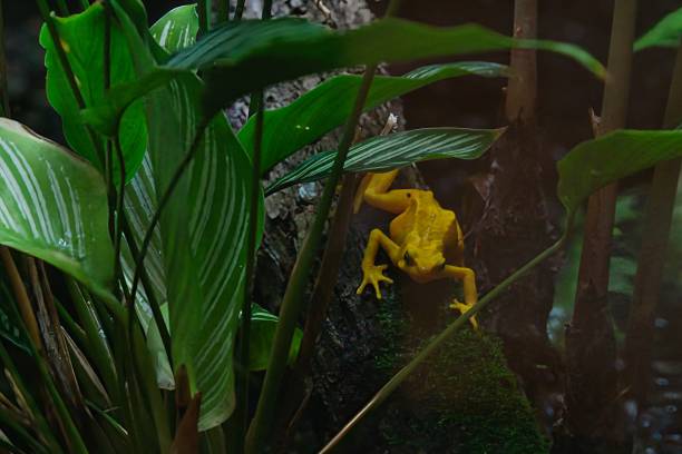 Panamanian golden frog: Critically endangered amphibian, symbol of Panamanian biodiversity, threatened by habitat loss and chytrid fungus.