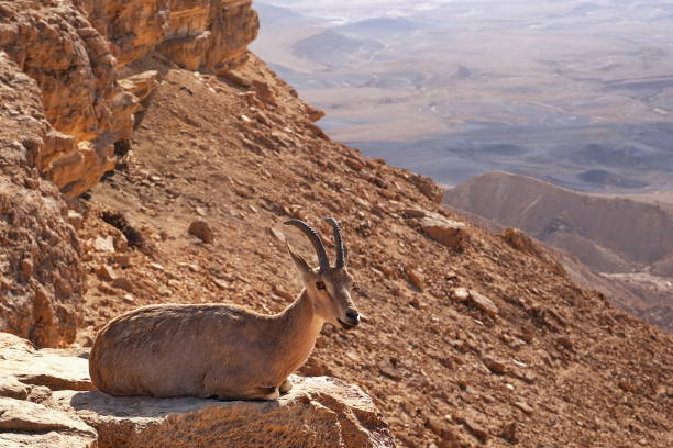 istock Crater at Mitzpe Ramon 2155675419