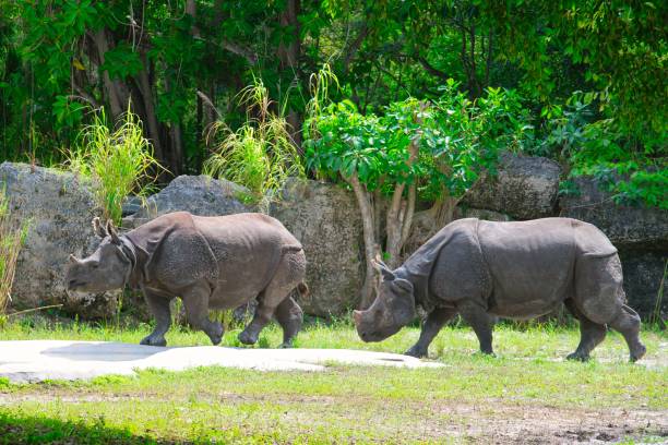 istock The black rhinoceros 2155675443