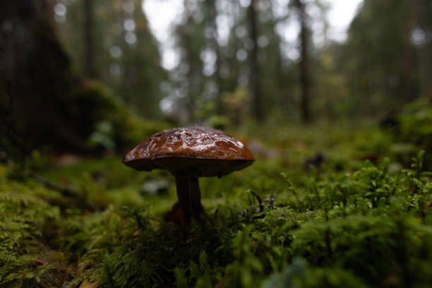 istock Beautiful mushrooms growing in the autumn forest. 2155675989