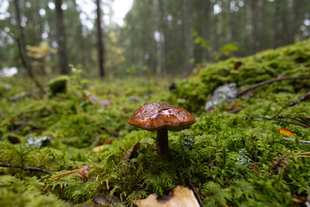 istock Beautiful mushrooms growing in the autumn forest. 2155675991