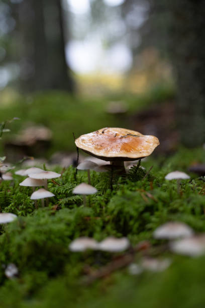 istock Beautiful mushrooms growing in the autumn forest. 2155675998