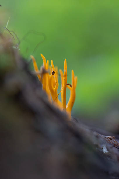 istock Beautiful coral mushroom growing in the forest during summer end. 2155676548