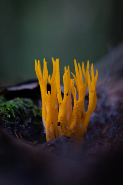 istock Beautiful coral mushroom growing in the forest during summer end. 2155676569