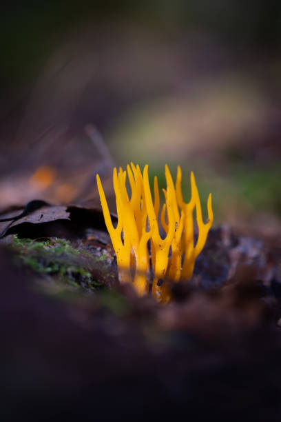 Beautiful coral mushroom growing in the forest during summer end. Natural woodlands scenery of Latvia, Northern Europe.