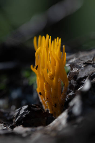 istock Beautiful coral mushroom growing in the forest during summer end. 2155676575