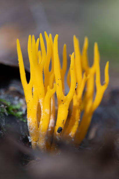 istock Beautiful coral mushroom growing in the forest during summer end. 2155676576