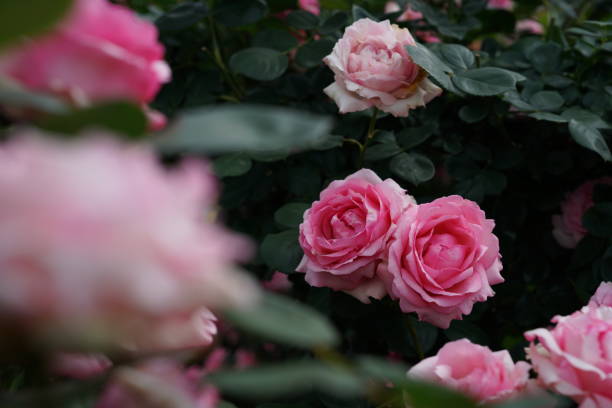 istock Light Pink Flower of Roses 'History' in Full Bloom 2155677505