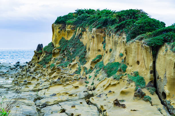 A rocky cliff with green plants growing on it. The cliff is near the ocean and has a rocky, uneven surface